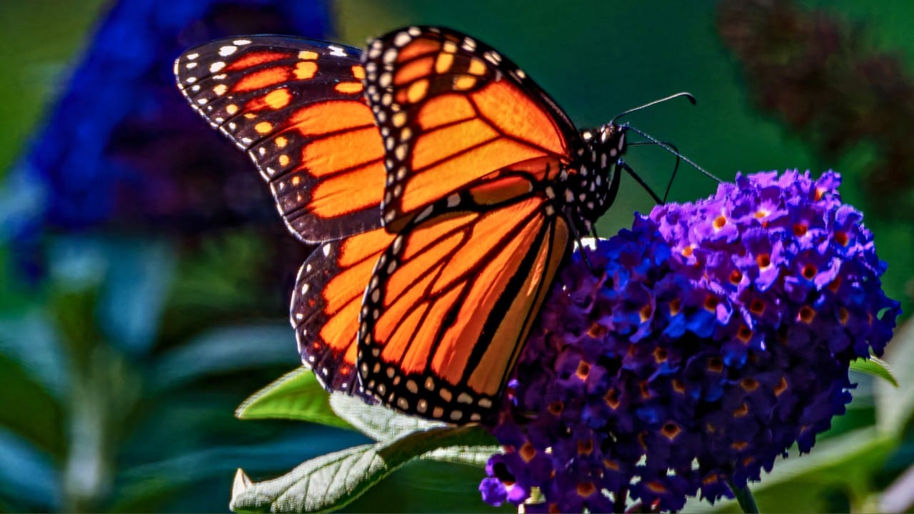 Monarchs Defy Fragility: 10 Facts About Their Strength 9 Monarchs Defy Fragility: 10 Facts About Their Strength - monarch butterfly ss2519752921 degm