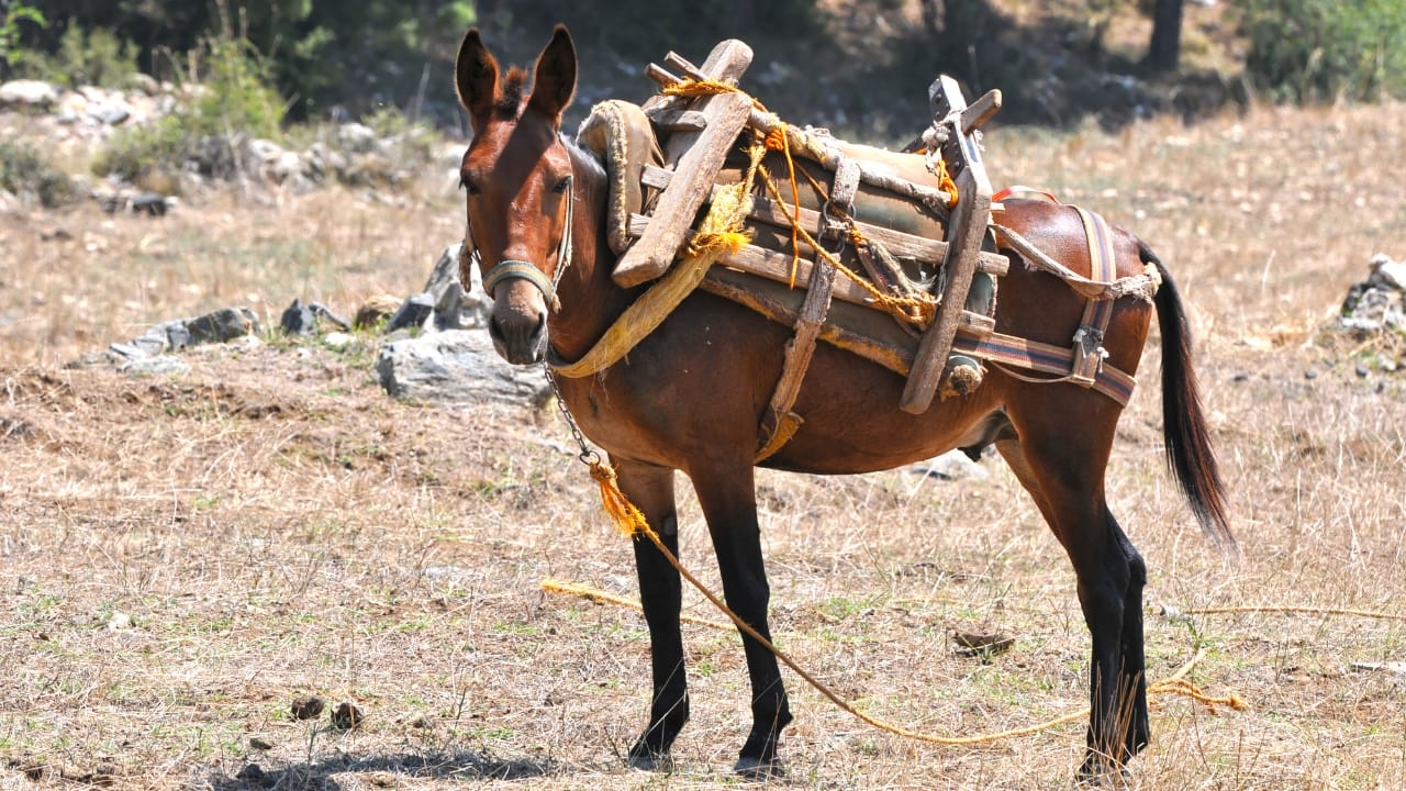 15 Facts About Mules That Will Change How You See Them 16 15 Facts About Mules That Will Change How You See Them - mule 1 wc