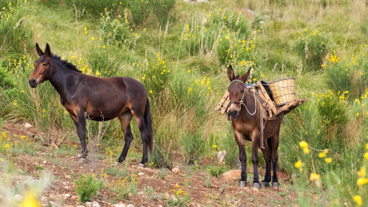15 Facts About Mules That Will Change How You See Them 10 15 Facts About Mules That Will Change How You See Them - mule dp2317006 dnoh