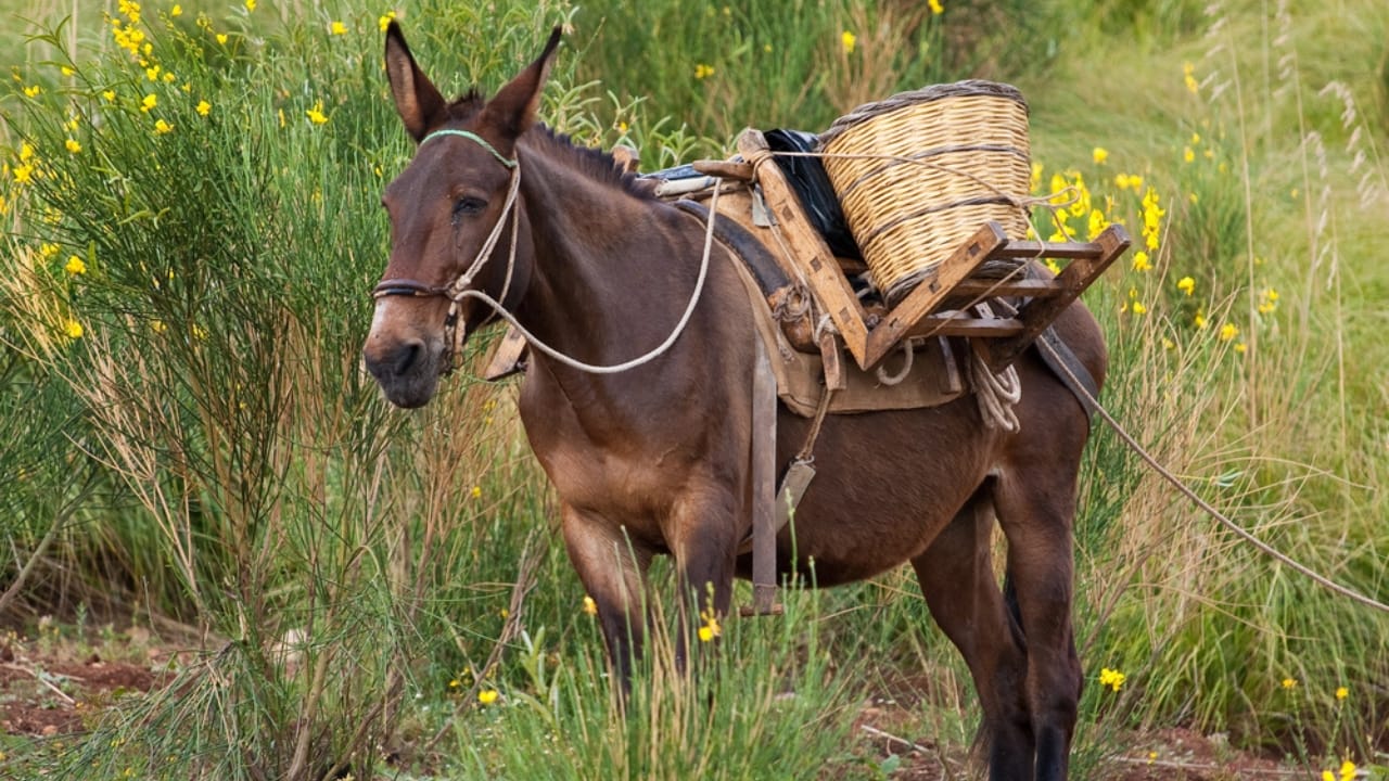 15 Facts About Mules That Will Change How You See Them 2 15 Facts About Mules That Will Change How You See Them - mule dp2423193 dnoh