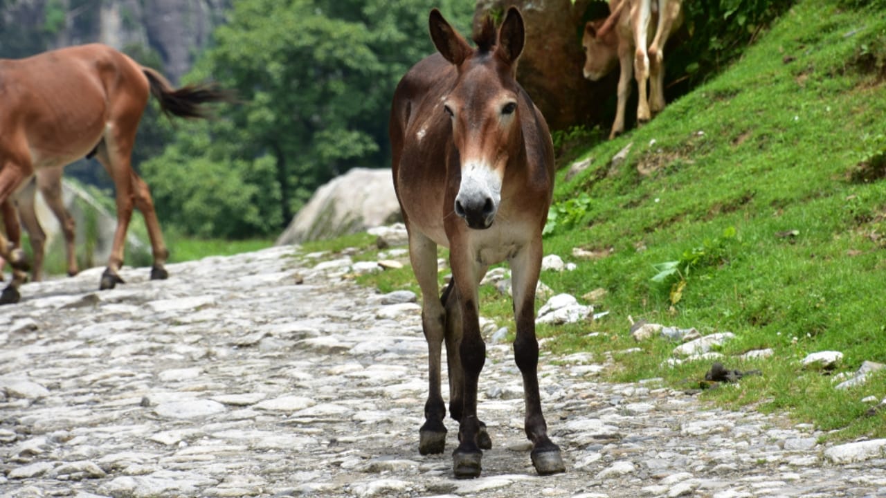 15 Facts About Mules That Will Change How You See Them 15 15 Facts About Mules That Will Change How You See Them - mule in rural rocky road ss1573899280 dpdgm