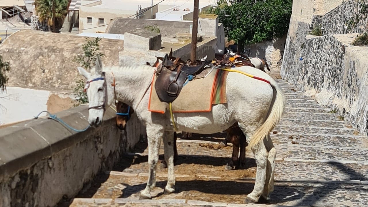 15 Facts About Mules That Will Change How You See Them 8 15 Facts About Mules That Will Change How You See Them - mule in santorini wc