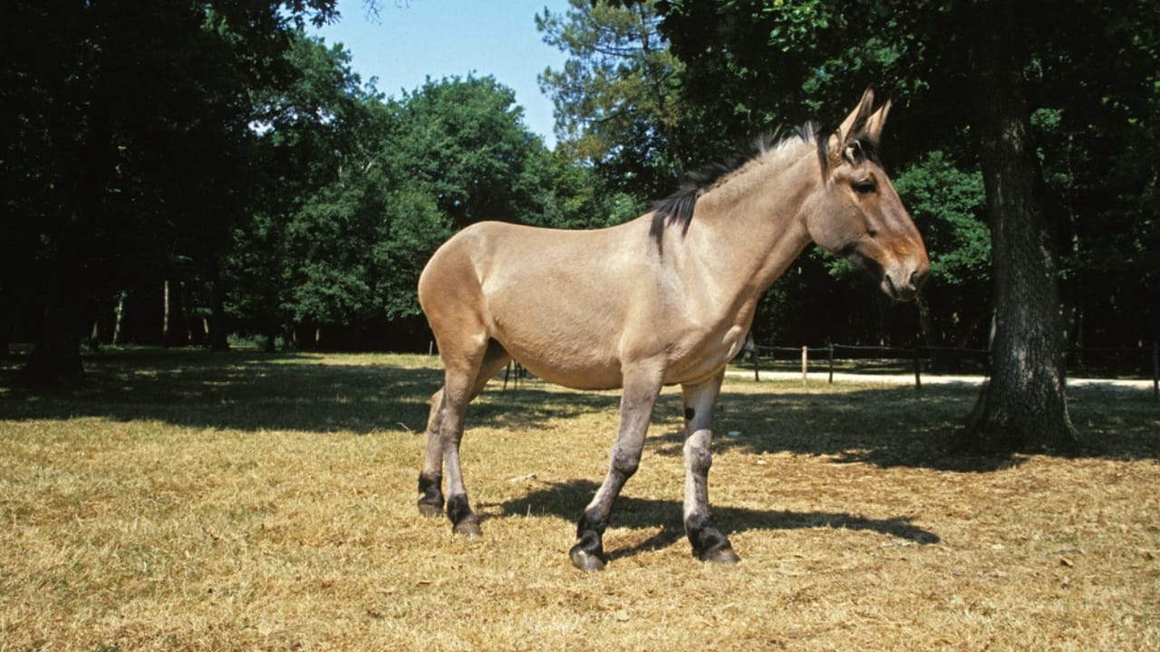 15 Facts About Mules That Will Change How You See Them 4 15 Facts About Mules That Will Change How You See Them - mule ss1614222970 dpdgm