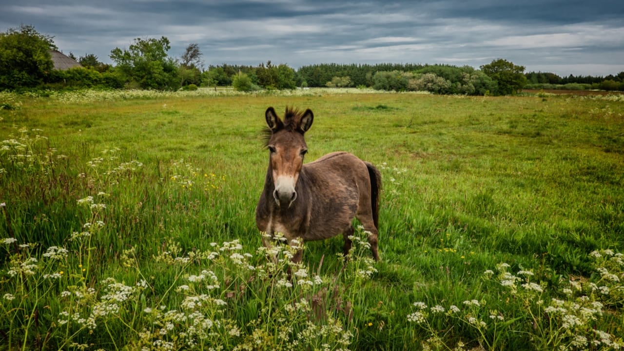 15 Facts About Mules That Will Change How You See Them 3 15 Facts About Mules That Will Change How You See Them - mule ss1757335271 dpdgm