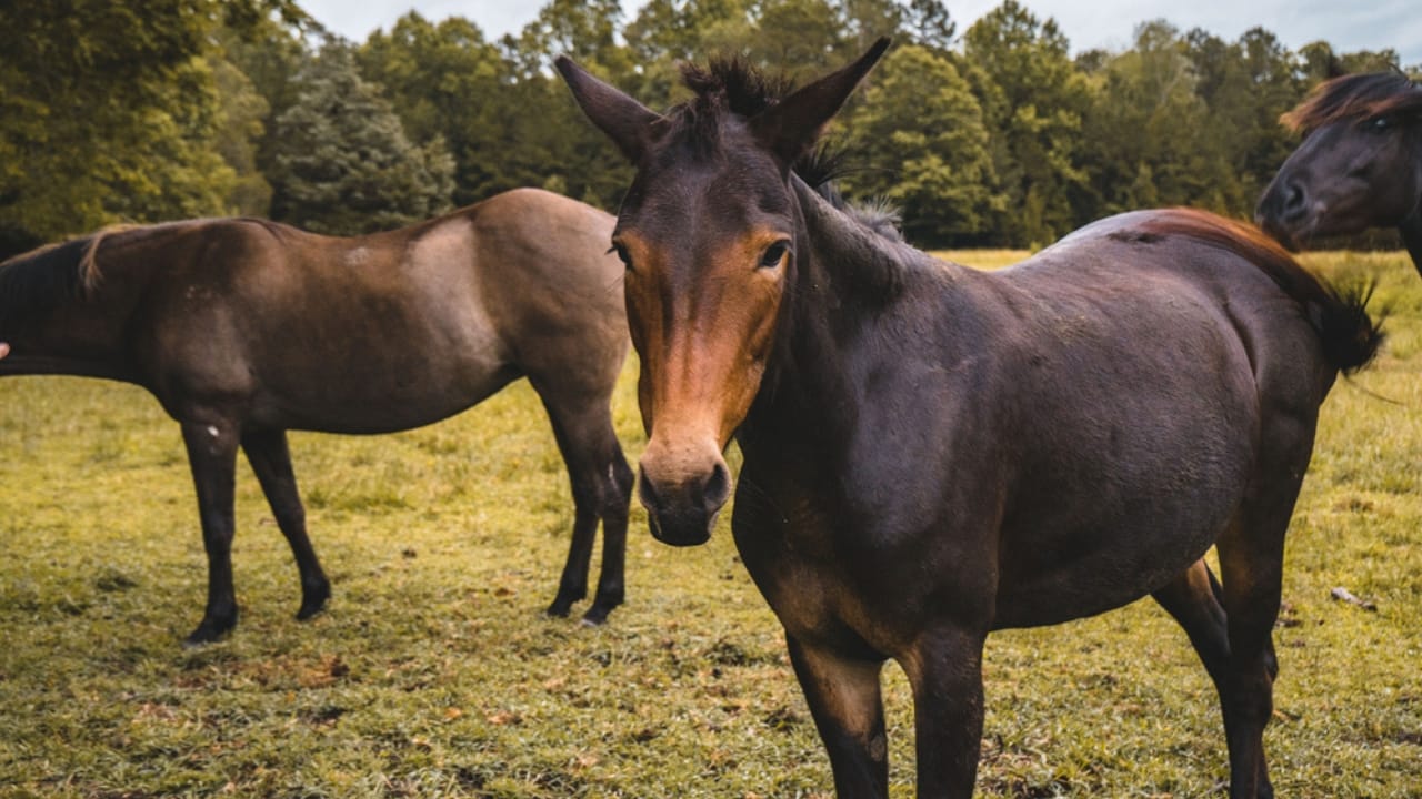 15 Facts About Mules That Will Change How You See Them 5 15 Facts About Mules That Will Change How You See Them - mule ss1902976189 dpdgm