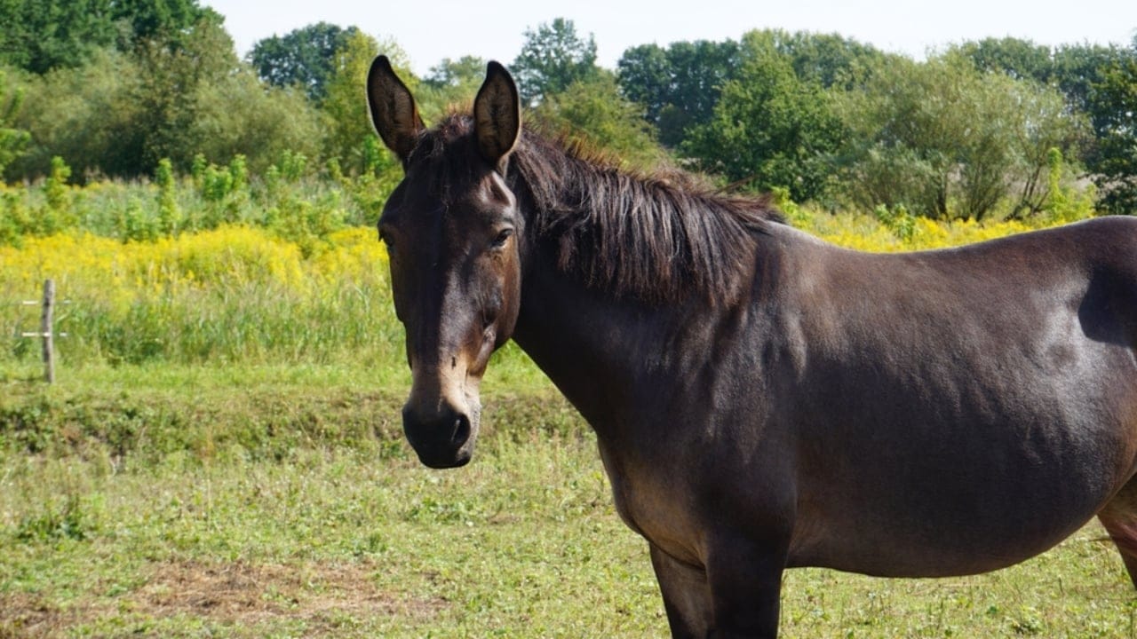 15 Facts About Mules That Will Change How You See Them 7 15 Facts About Mules That Will Change How You See Them - mule ss2519383305 dpdgm