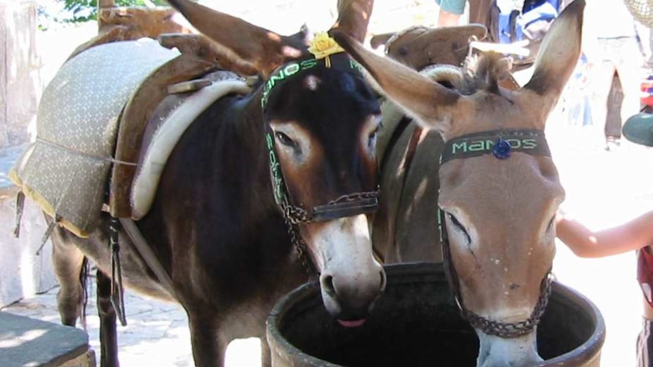 15 Facts About Mules That Will Change How You See Them 12 15 Facts About Mules That Will Change How You See Them - mules wc