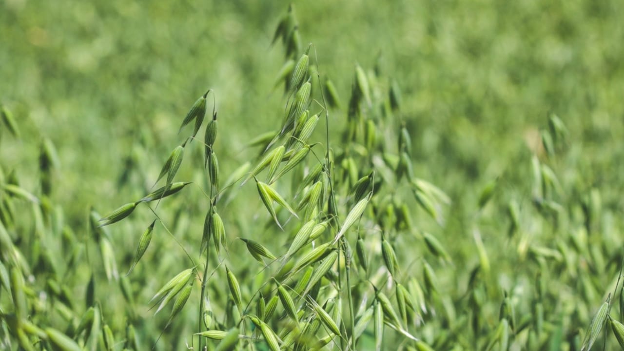 11 Flowers & Plants That Rose from the Ashes of War 12 11 Flowers & Plants That Rose from the Ashes of War - oats ss2253081593 dpdgm