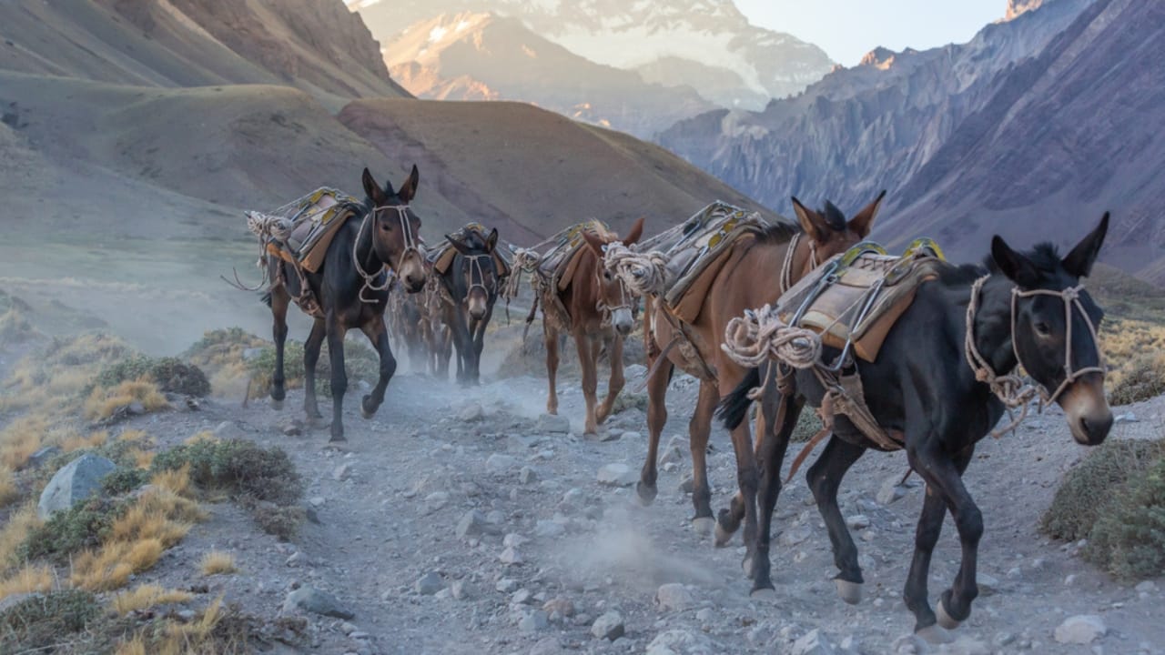 15 Facts About Mules That Will Change How You See Them 13 15 Facts About Mules That Will Change How You See Them - pack of mules ss1703116336 dpdgm