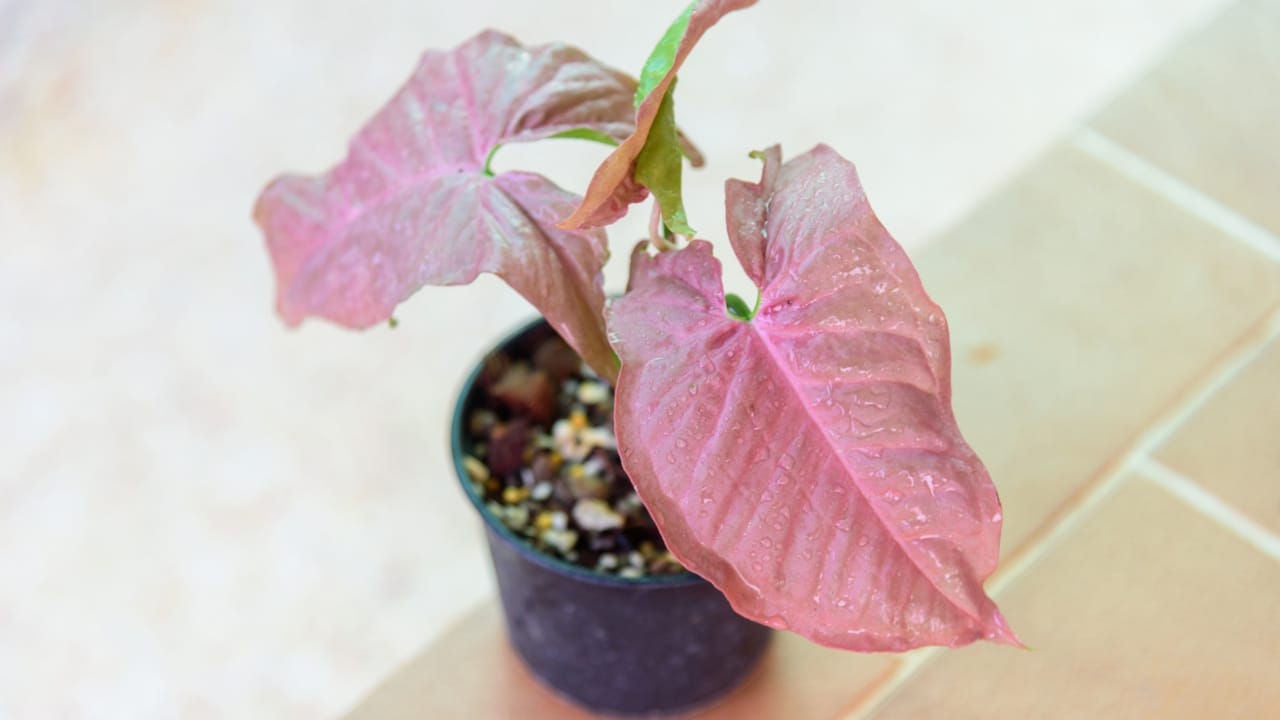 17 Gorgeous Pink-Leaved Plants That Are Stealing the Spotlight 13 17 Gorgeous Pink-Leaved Plants That Are Stealing the Spotlight - pink arrowhead vine dp535277458 dnoh