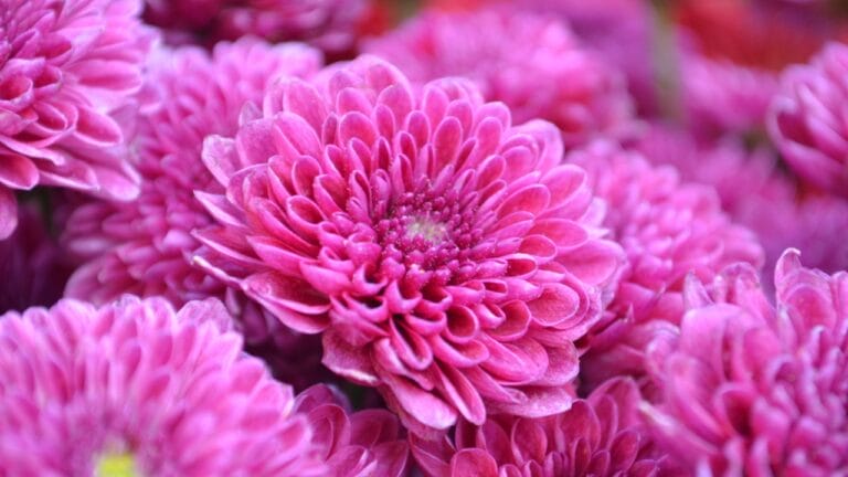 15 Gorgeous Pink Flowers That Add Color & Life to Any Garden 8 15 Gorgeous Pink Flowers That Add Color & Life to Any Garden - pink flowers ss565142101 dpdgm
