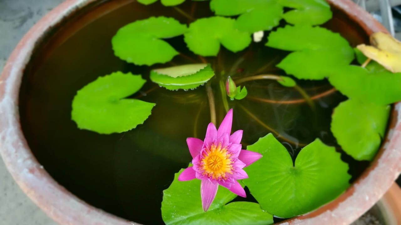 The Lotus Craze Is Real: How to Grow Them Without a Pond 2 The Lotus Craze Is Real: How to Grow Them Without a Pond - pink lotus in pot ss628410452 dnoh