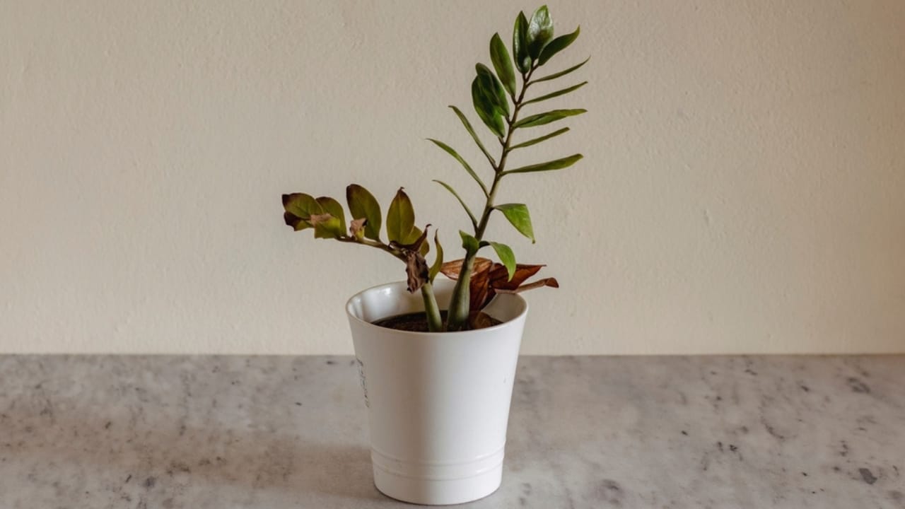 Say Goodbye to Leaf Scorch with These 10 Plant Care Tips 16 Say Goodbye to Leaf Scorch with These 10 Plant Care Tips - plant in shady area ss2094629710 dnoh