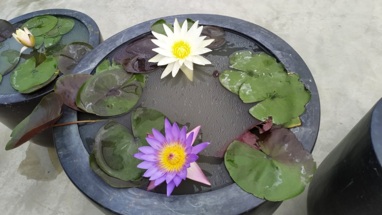 The Lotus Craze Is Real: How to Grow Them Without a Pond 5 The Lotus Craze Is Real: How to Grow Them Without a Pond - planting lotus ss1749452495 dnoh