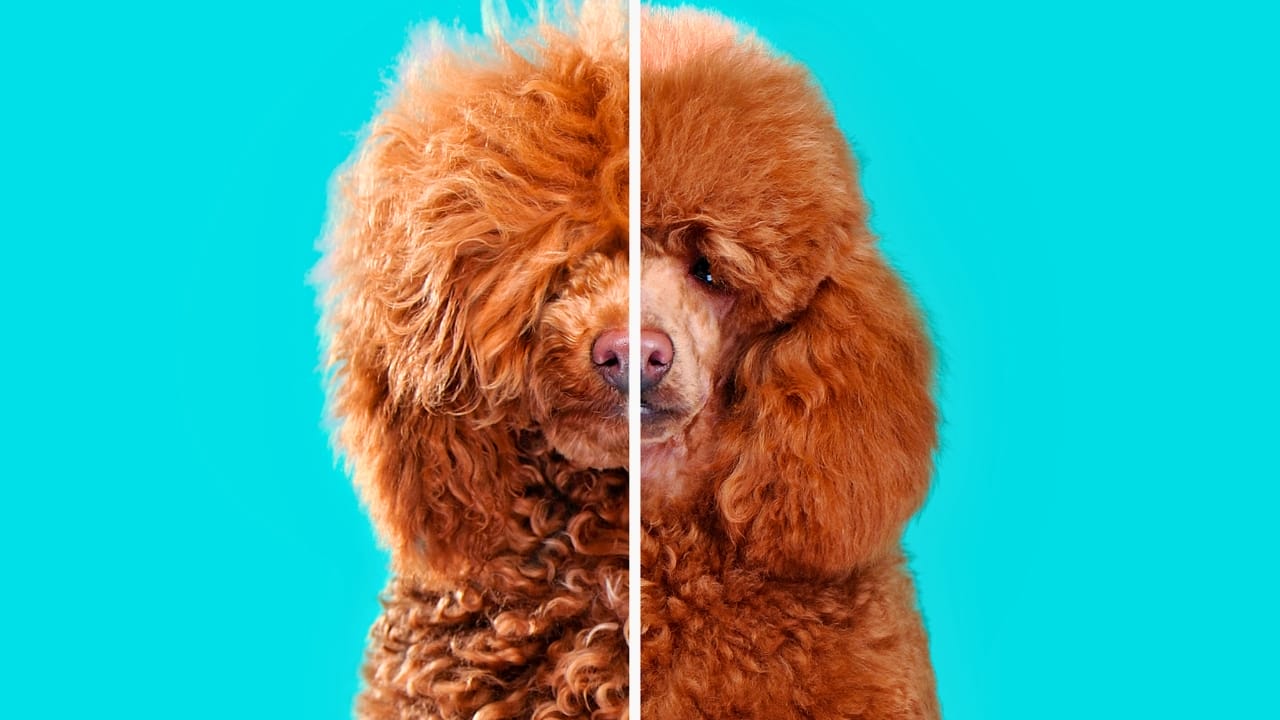 Poodles Once Hunted Ducks—Here’s How They Became Show Stars 3 Poodles Once Hunted Ducks—Here’s How They Became Show Stars - poodle haircut ss1467911747 degm