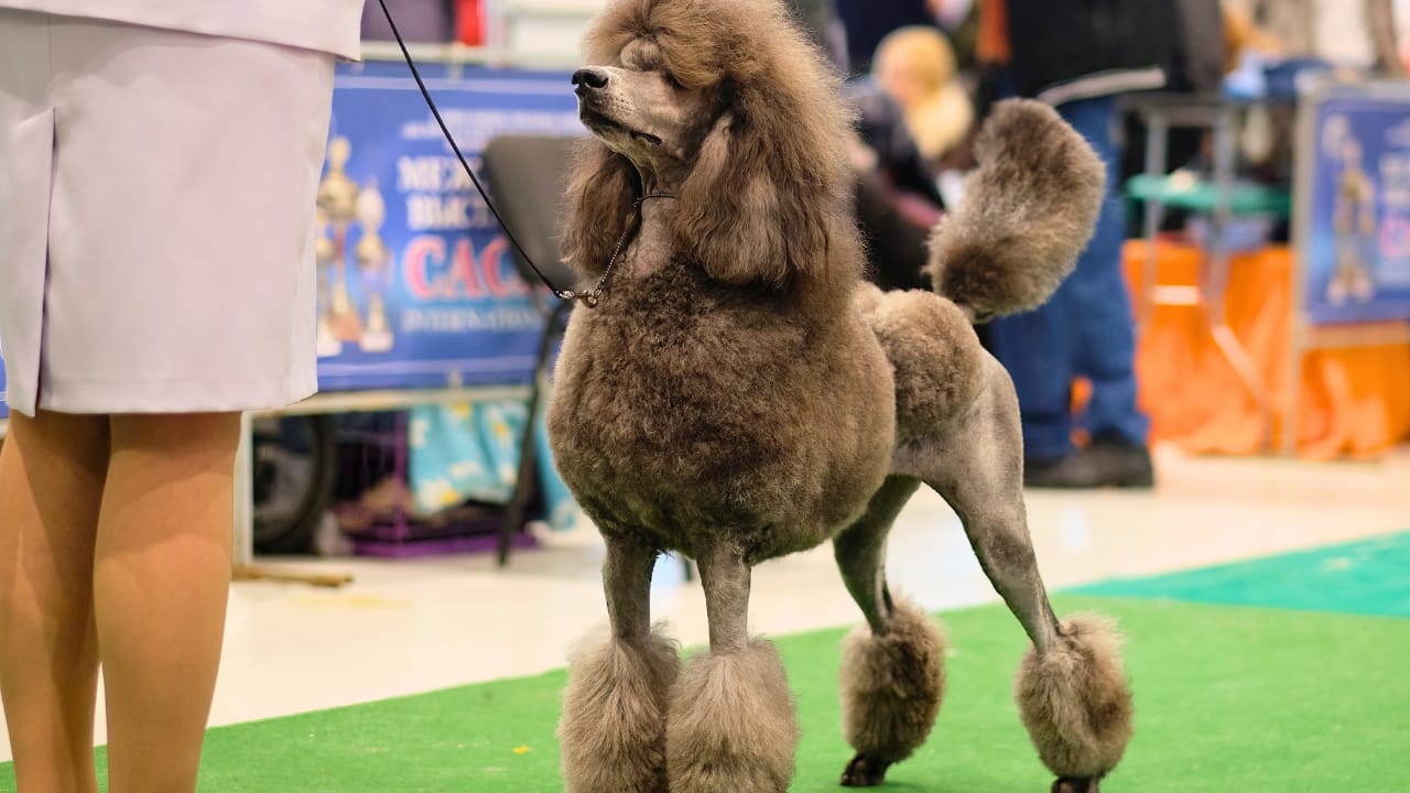 Poodles Once Hunted Ducks—Here’s How They Became Show Stars 4 Poodles Once Hunted Ducks—Here’s How They Became Show Stars - poodle show ss2275253433 degm