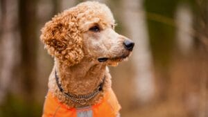 Poodles Once Hunted Ducks—Here’s How They Became Show Stars 1 Poodles Once Hunted Ducks—Here’s How They Became Show Stars - poodle standard hunting ss191694449 degm