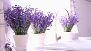 Bring Lavender Indoors: 10 Tips for Potted Perfection 1 Bring Lavender Indoors: 10 Tips for Potted Perfection - pots inside lavender ss1793168518 degm