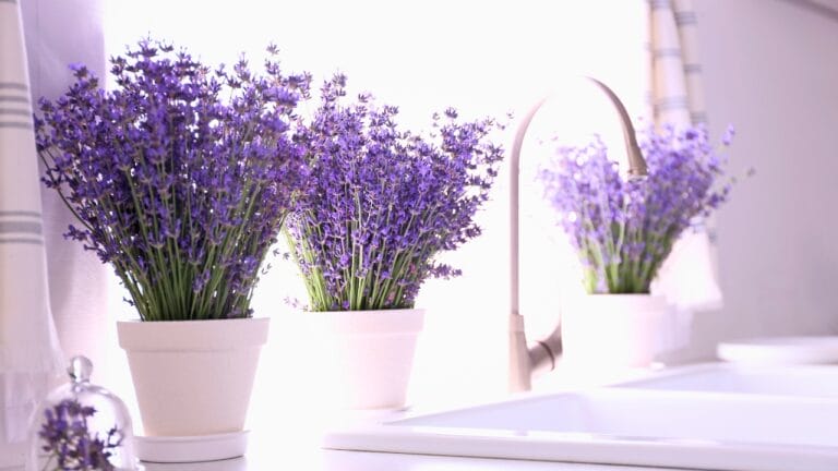 Bring Lavender Indoors: 10 Tips for Potted Perfection 10 Bring Lavender Indoors: 10 Tips for Potted Perfection - pots inside lavender ss1793168518 degm