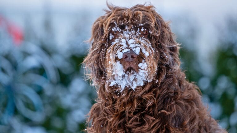 15 Dog Breeds That Love Snow More Than You Do - pudelpointer dog winter ss2091136483 degm