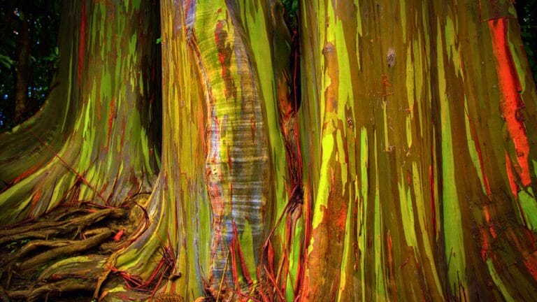 Meet the Rainbow Eucalyptus: Nature’s Most Colorful Tree 10 Meet the Rainbow Eucalyptus: Nature’s Most Colorful Tree - rainbow eucalyptus tree ss1080661949 degm