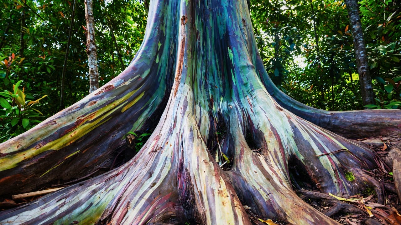 Meet the Rainbow Eucalyptus: Nature’s Most Colorful Tree 6 Meet the Rainbow Eucalyptus: Nature’s Most Colorful Tree - rainbow eucalyptus tree ss1100584445 degm