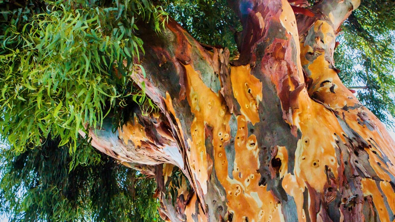 Meet the Rainbow Eucalyptus: Nature’s Most Colorful Tree 7 Meet the Rainbow Eucalyptus: Nature’s Most Colorful Tree - rainbow eucalyptus tree ss1101333677 degm