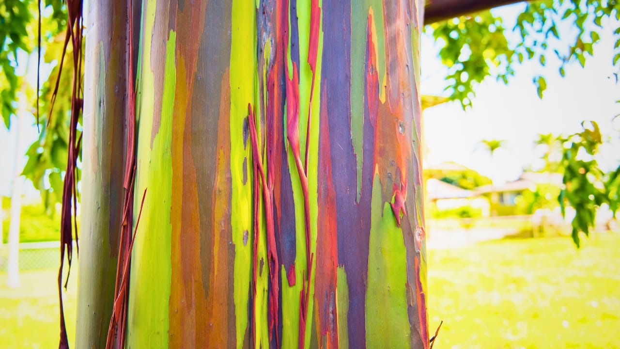 Meet the Rainbow Eucalyptus: Nature’s Most Colorful Tree 2 Meet the Rainbow Eucalyptus: Nature’s Most Colorful Tree - rainbow eucalyptus tree ss1198943752 degm