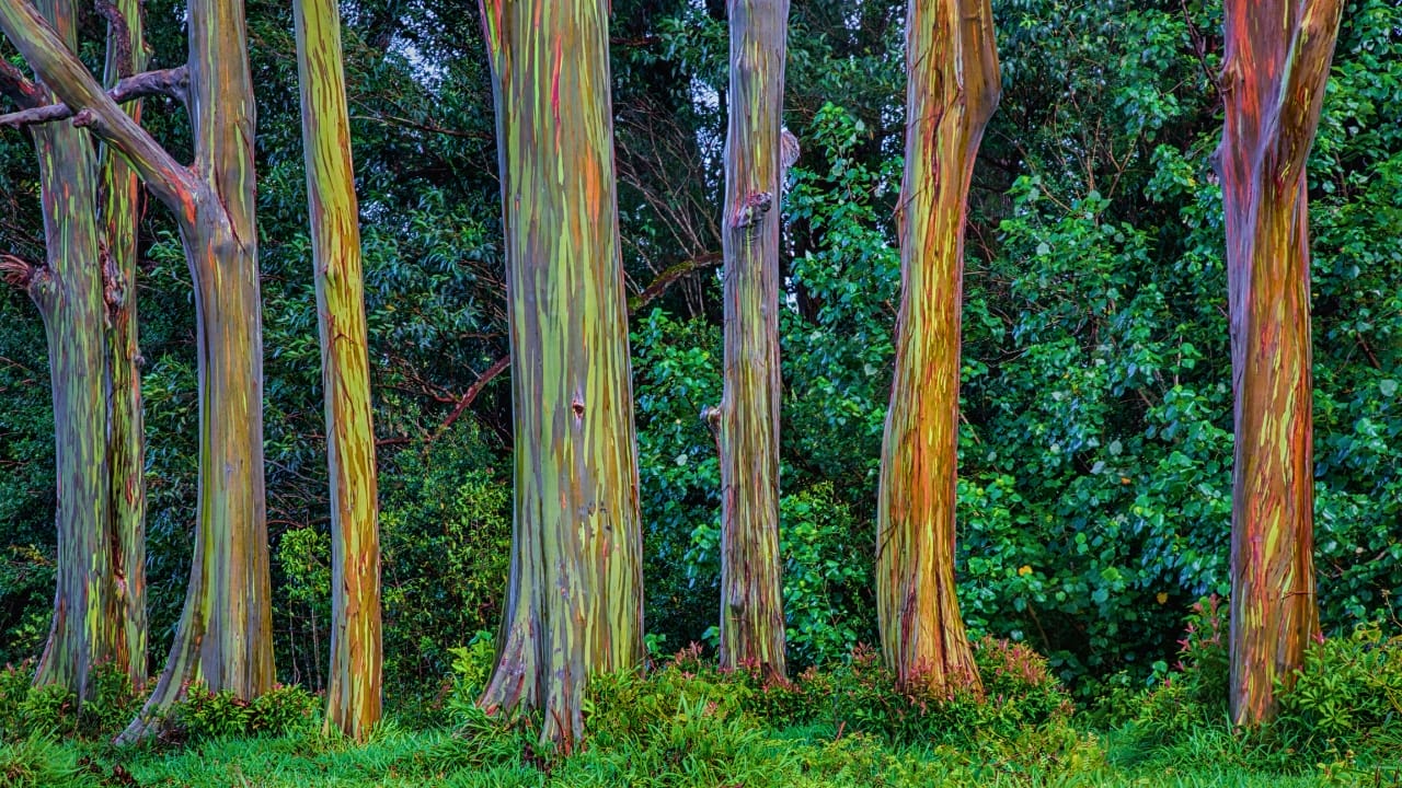 Meet the Rainbow Eucalyptus: Nature’s Most Colorful Tree 3 Meet the Rainbow Eucalyptus: Nature’s Most Colorful Tree - rainbow eucalyptus tree ss1281481453 degm