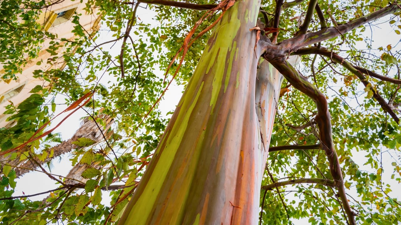 Meet the Rainbow Eucalyptus: Nature’s Most Colorful Tree 5 Meet the Rainbow Eucalyptus: Nature’s Most Colorful Tree - rainbow eucalyptus tree ss2012986994 degm