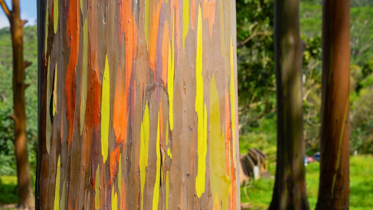 Meet the Rainbow Eucalyptus: Nature’s Most Colorful Tree 8 Meet the Rainbow Eucalyptus: Nature’s Most Colorful Tree - rainbow eucalyptus tree ss2480681605 degm