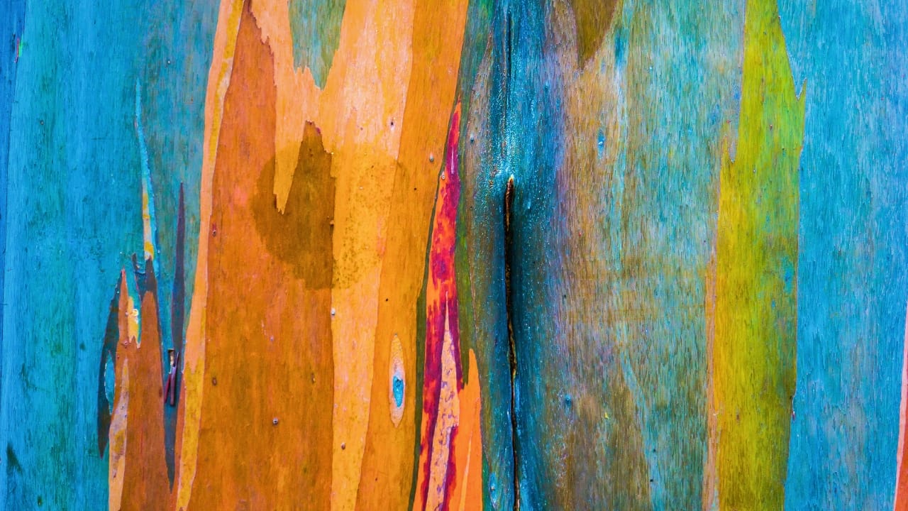Meet the Rainbow Eucalyptus: Nature’s Most Colorful Tree 4 Meet the Rainbow Eucalyptus: Nature’s Most Colorful Tree - rainbow eucalyptus tree ss406877452 degm