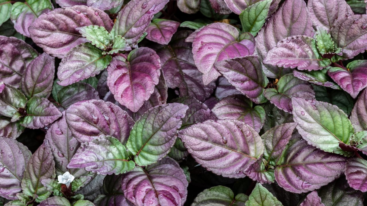 17 Gorgeous Pink-Leaved Plants That Are Stealing the Spotlight 11 17 Gorgeous Pink-Leaved Plants That Are Stealing the Spotlight - red flame ivy dp410812518 dnoh