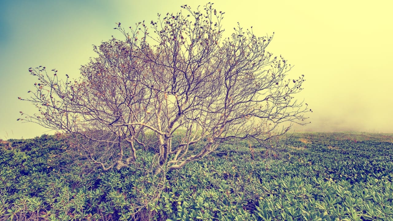 15 Woods You Should Never Burn: Protect Your Health and Home 13 15 Woods You Should Never Burn: Protect Your Health and Home - rhododendron wood tree dp127878000 dnoh