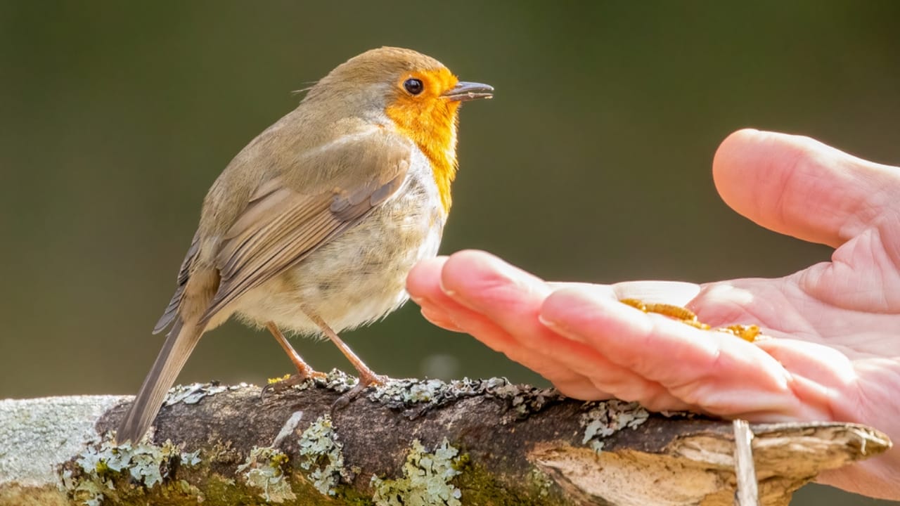 Natural Pest Control: Welcome Owls and Hawks to Your Garden 14 Natural Pest Control: Welcome Owls and Hawks to Your Garden - robin bird dp647460756 dnoh