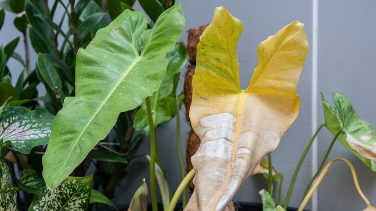 Say Goodbye to Leaf Scorch with These 10 Plant Care Tips 13 Say Goodbye to Leaf Scorch with These 10 Plant Care Tips - scorched plant ss2334658047 dnoh
