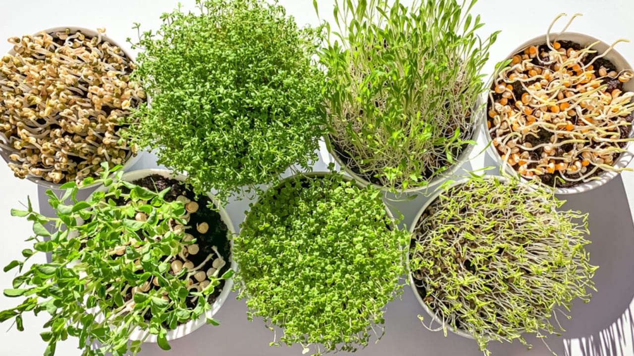 $140K on 1.5 Acres: 10 Strategies for Small Farm Success 3 $140K on 1.5 Acres: 10 Strategies for Small Farm Success - sprouts and microgreens ss1628407999 dnoh