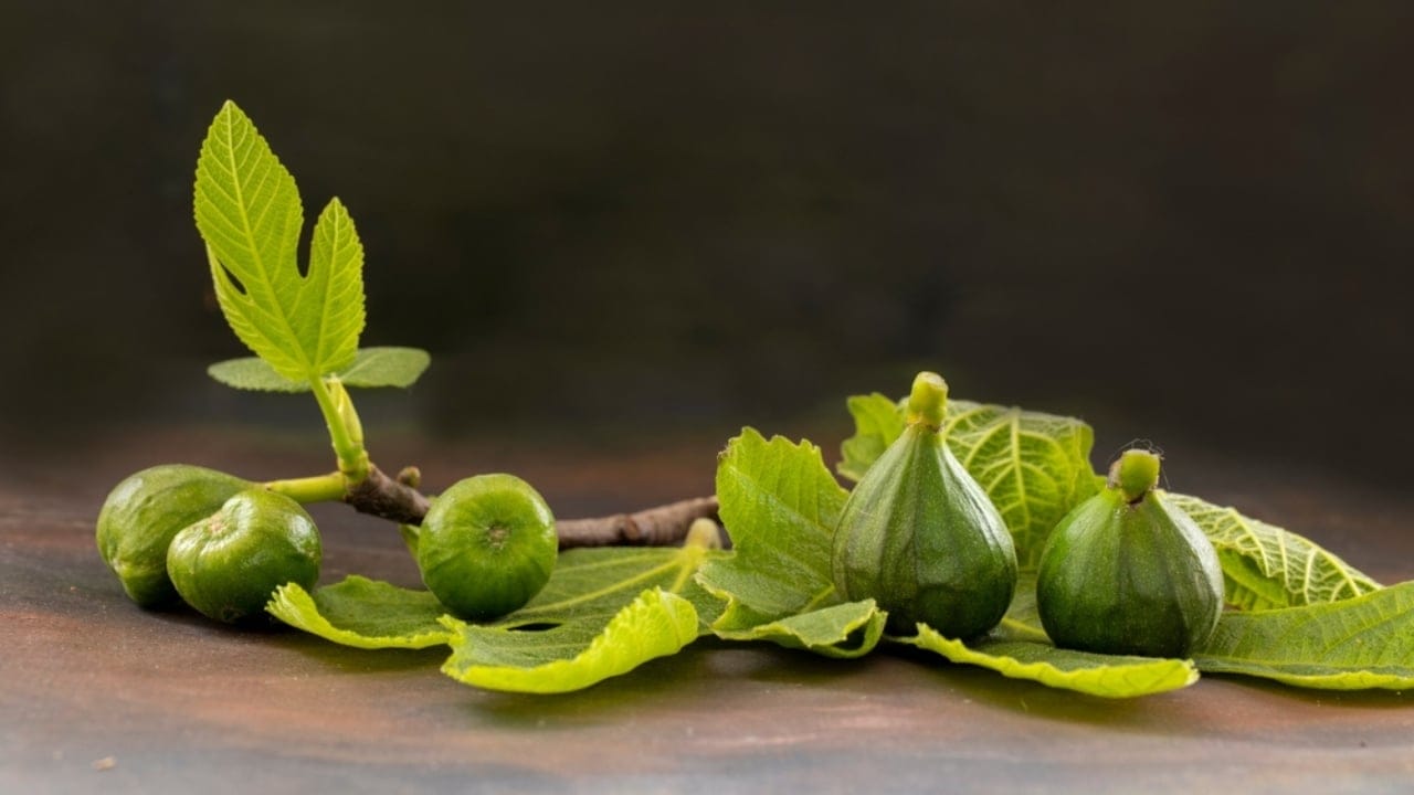 Fig Leaves Are the New Superfood: 4 Key Benefits 10 Fig Leaves Are the New Superfood: 4 Key Benefits - storage fig leave ss2288623907 dnoh