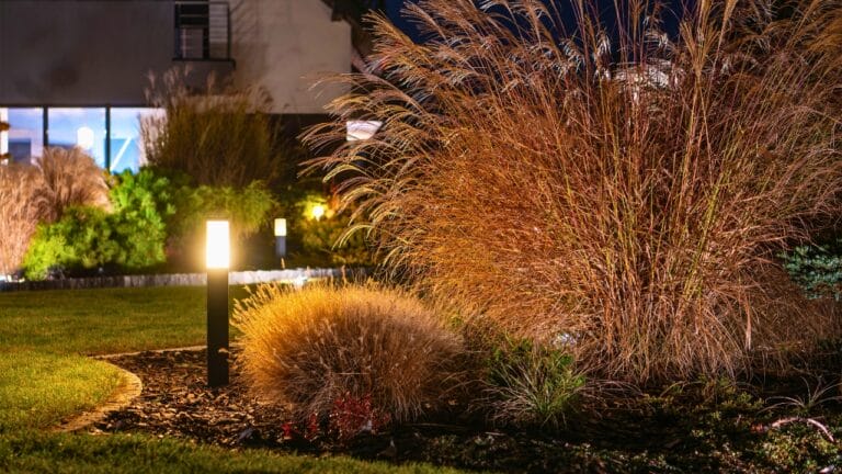 No Fence Needed: 12 Tall Ornamental Grasses for Perfect Privacy 10 No Fence Needed: 12 Tall Ornamental Grasses for Perfect Privacy - tall grass ss2546762361 degm