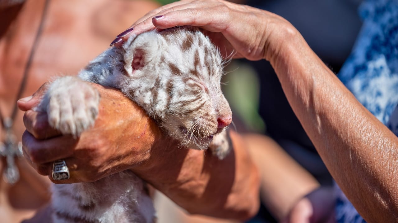 Releasing Captive Animals Sounds Noble but Here’s the Reality 2 Releasing Captive Animals Sounds Noble but Here’s the Reality - tiger cub ss2413881165 degm