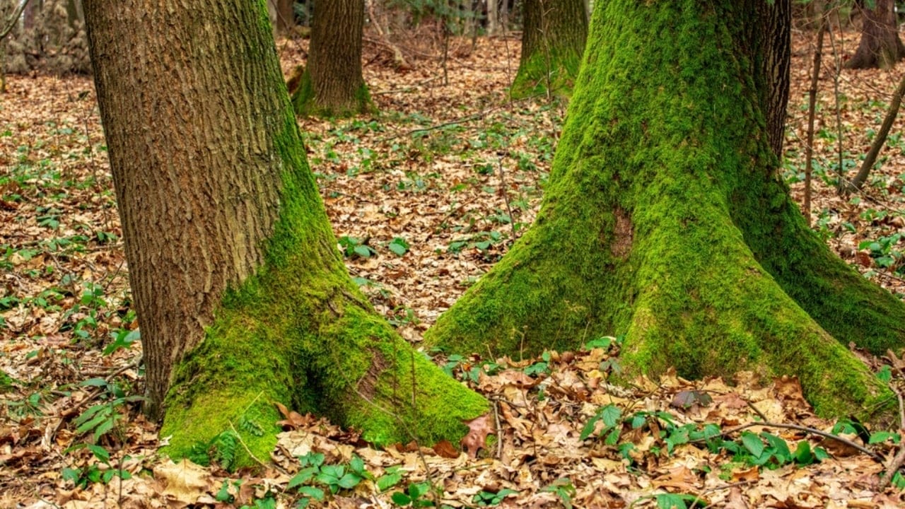 15 Survival Myths That Could Cost You Your Life 6 15 Survival Myths That Could Cost You Your Life - trees with moss ss2466004679 dnoh