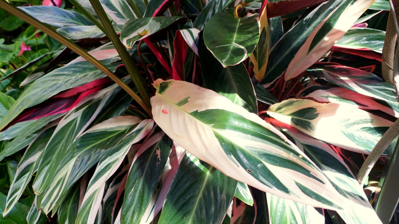 17 Gorgeous Pink-Leaved Plants That Are Stealing the Spotlight 17 17 Gorgeous Pink-Leaved Plants That Are Stealing the Spotlight - triostar dp461404876 dnoh