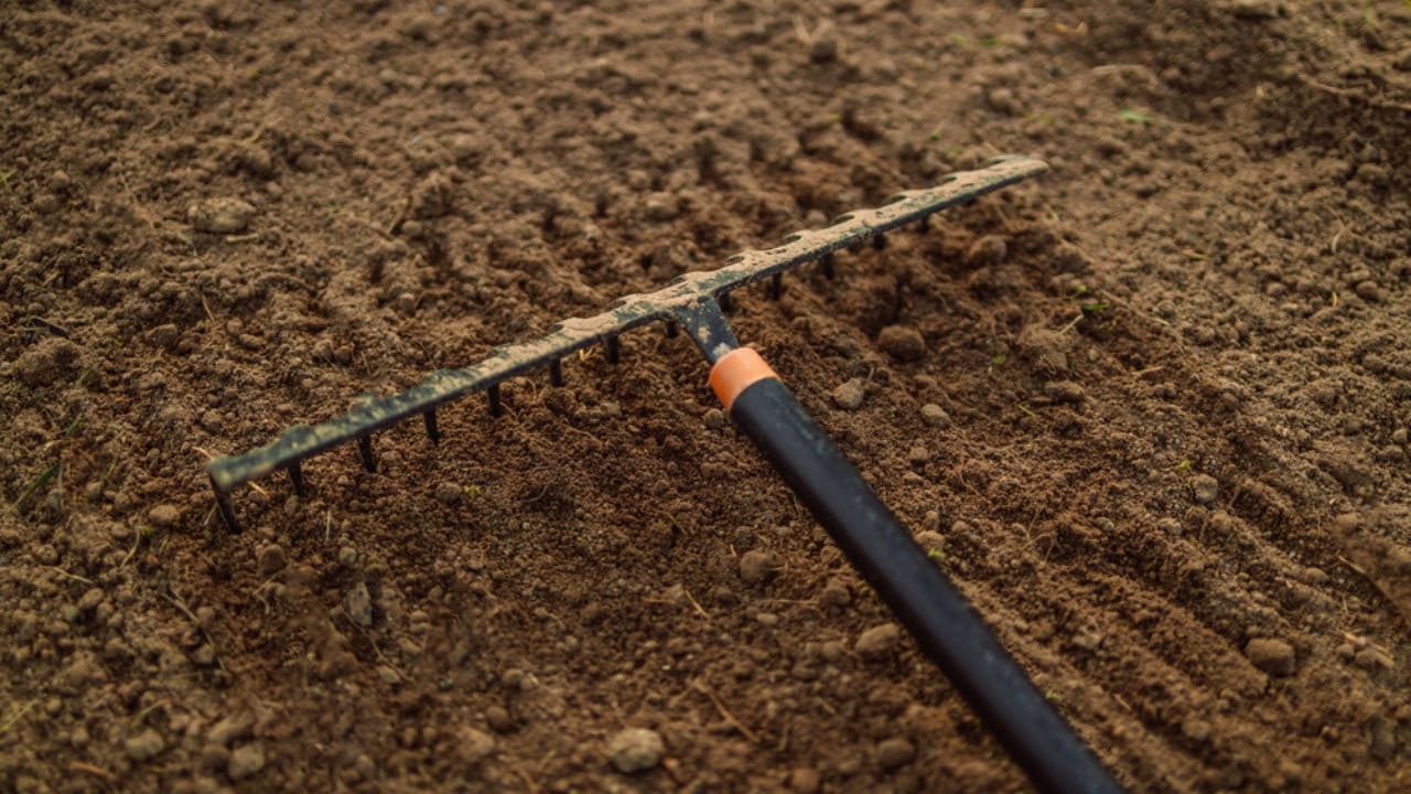 Creeping Thyme Lawns Are the Future of Sustainable Landscaping 25 Creeping Thyme Lawns Are the Future of Sustainable Landscaping - using rake on soil dp583400922 dnoh