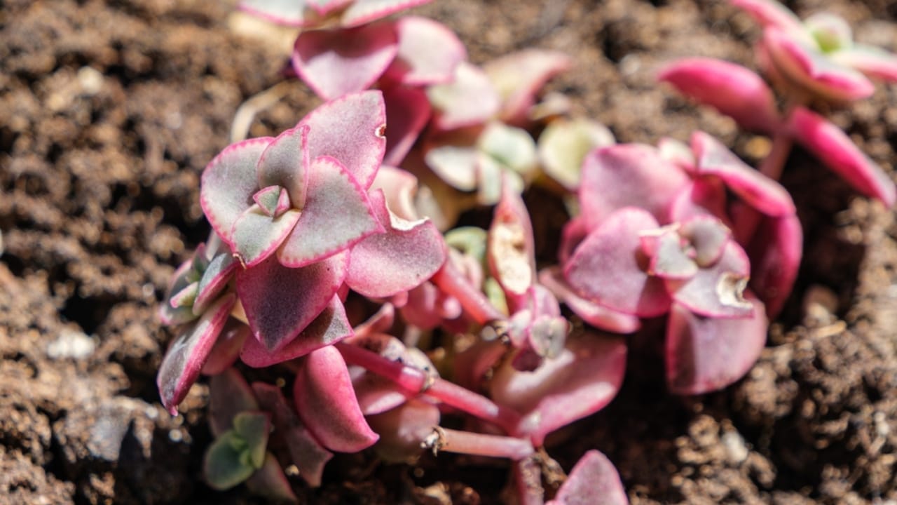 17 Gorgeous Pink-Leaved Plants That Are Stealing the Spotlight 5 17 Gorgeous Pink-Leaved Plants That Are Stealing the Spotlight - variegata ss2517004291 dnoh