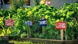 10 Victory Garden Lessons That Still Grow Resilience Today 1 10 Victory Garden Lessons That Still Grow Resilience Today - veggie garden victory ss1796893222 degm