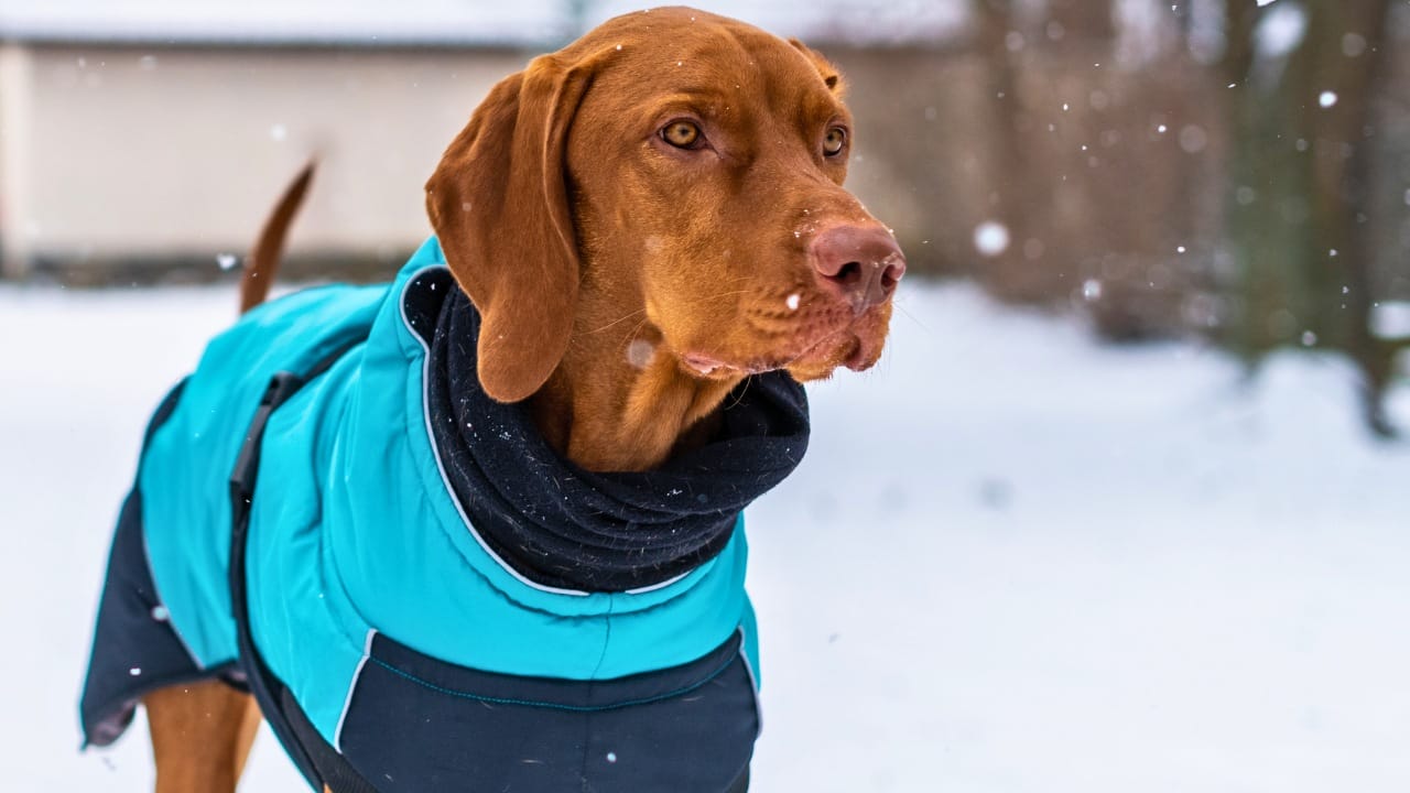 Don’t Let Your Dog Freeze- Here’s When Jackets Are a Must 5 Don’t Let Your Dog Freeze- Here’s When Jackets Are a Must - vizsla dog wearing blue winter coat ss2236578587 degm