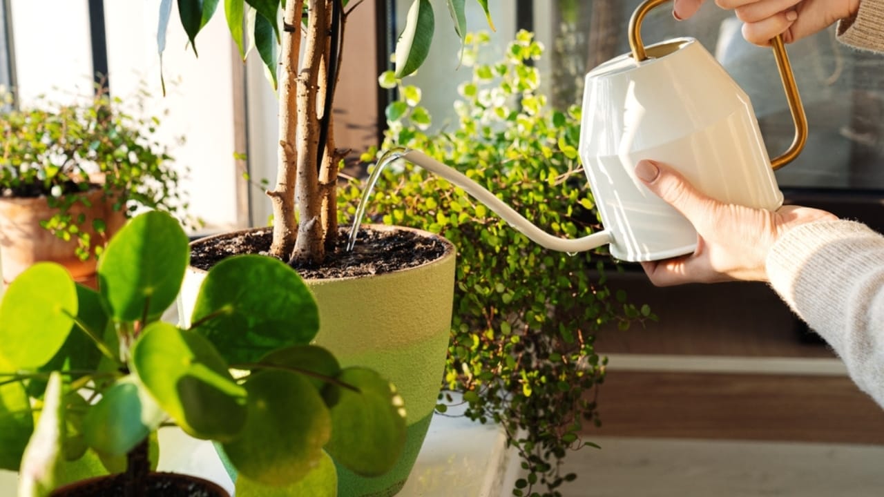 Say Goodbye to Leaf Scorch with These 10 Plant Care Tips 17 Say Goodbye to Leaf Scorch with These 10 Plant Care Tips - watering plant ss2056699253 dnoh