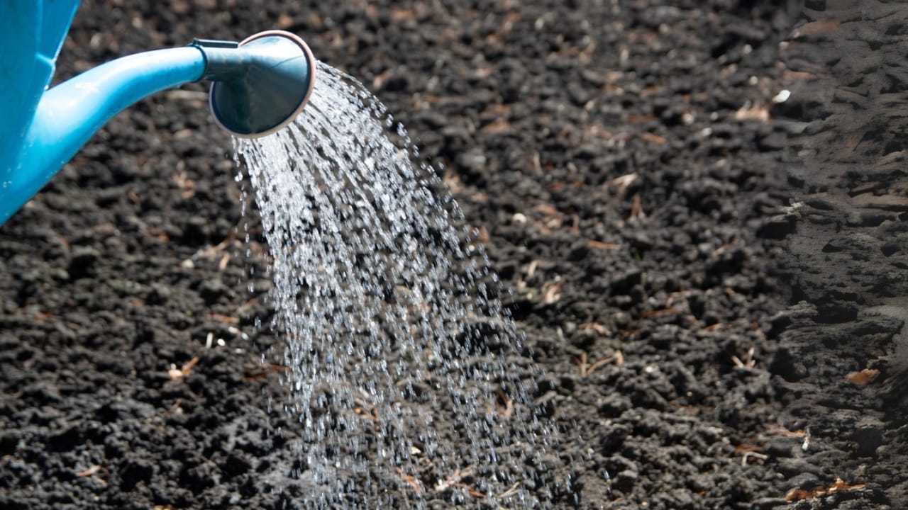 Growing Spinach in Pots: Easy Tips for a Thriving Harvest 5 Growing Spinach in Pots: Easy Tips for a Thriving Harvest - watering soil ss1979029364 dpdgm