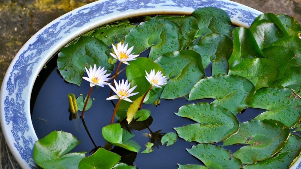 The Lotus Craze Is Real: How to Grow Them Without a Pond 4 The Lotus Craze Is Real: How to Grow Them Without a Pond - white lotus ss2345548861 dnoh