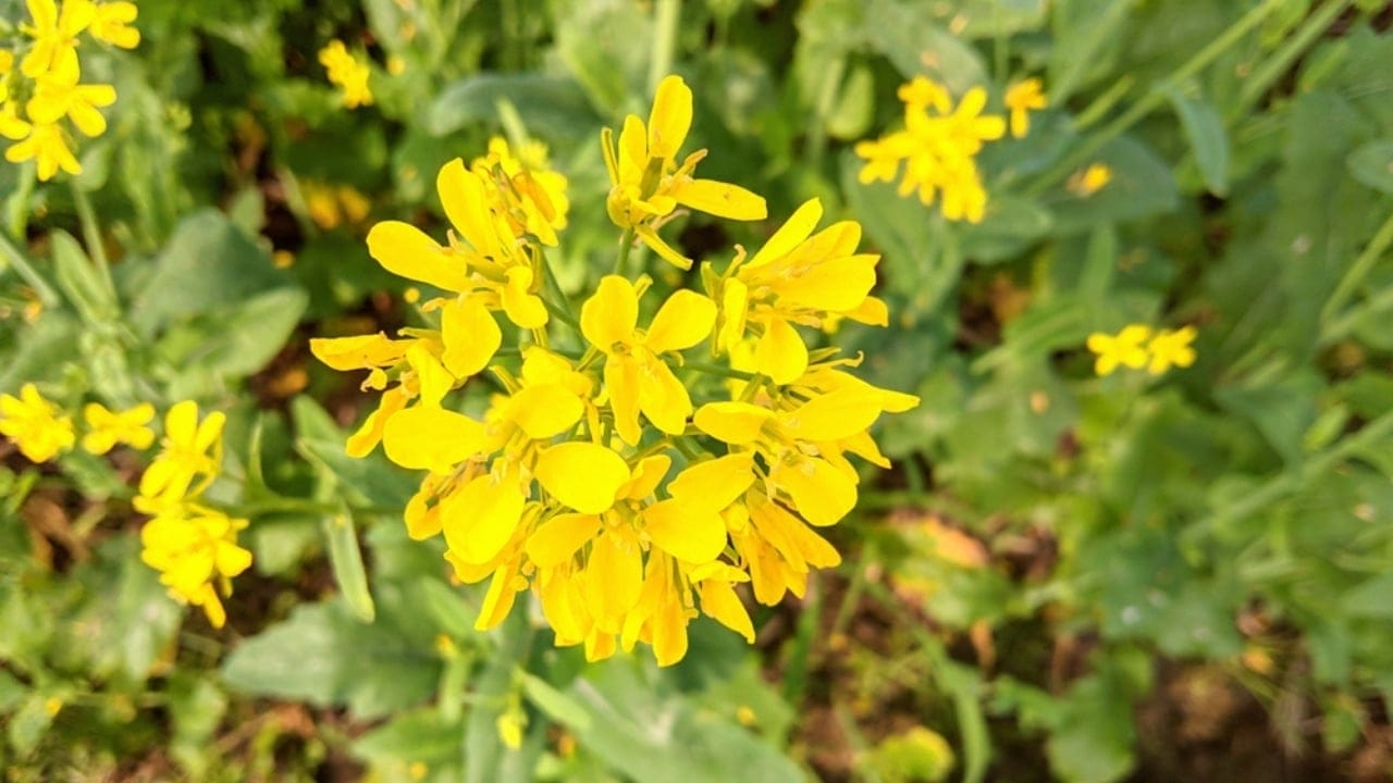 11 Flowers & Plants That Rose from the Ashes of War 9 11 Flowers & Plants That Rose from the Ashes of War - wild mustard ss2296819583 dpdgm